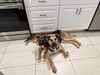 Phoebe 2724