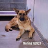 Monina 2746
