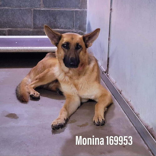 Monina 2746