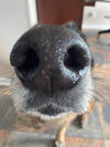 Darla 2754