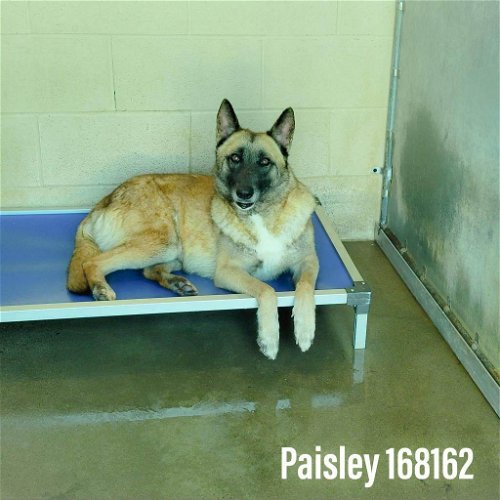 Paisley 2755