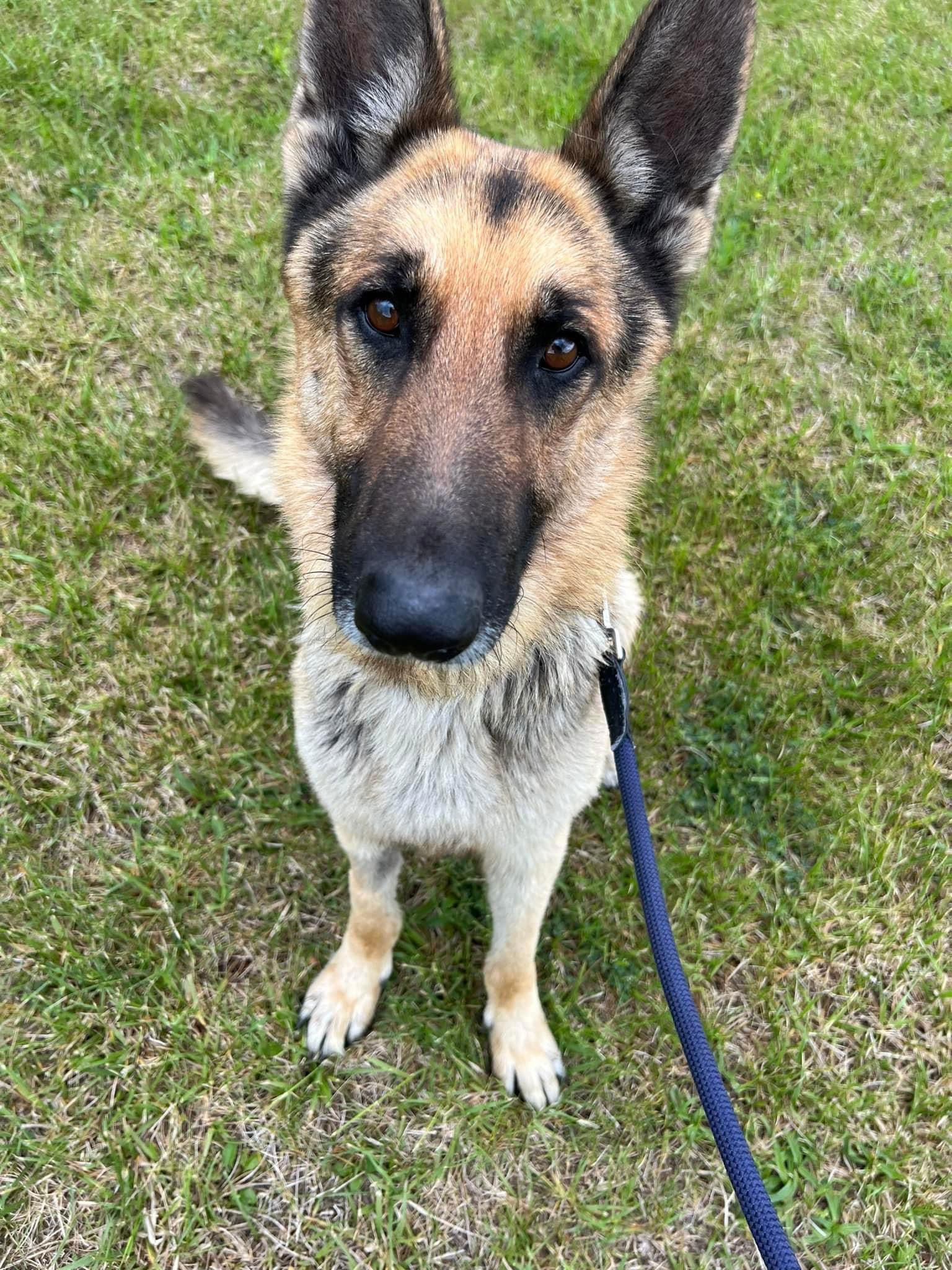 Buck 2765 Adoption Pending