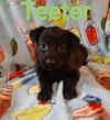 Teeter 2780