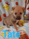 Tate 2784