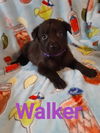Walker 2786