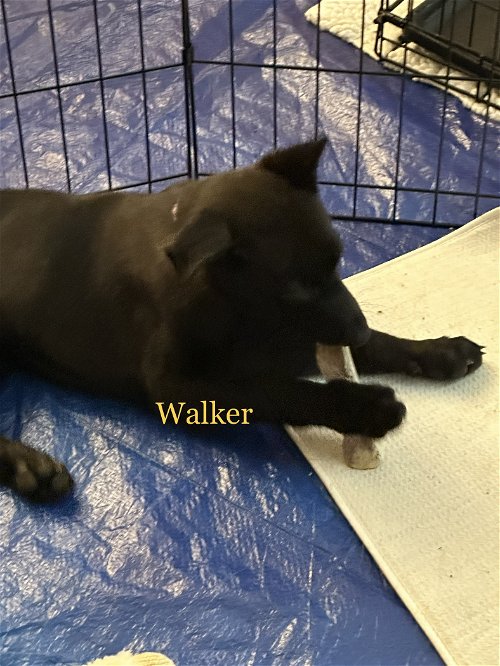 Walker 2786