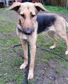 Bailey 2801
