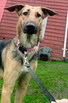 Bailey 2801