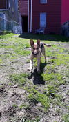 Bailey 2801