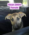 Sloan 2804