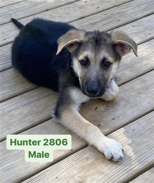 Hunter 2806
