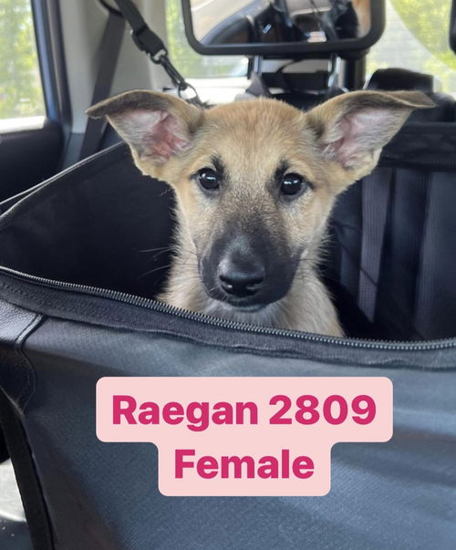 Raegen 2809
