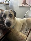 adoptable Dog in stephenson, VA named Kevin 2829