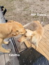 Tabitha 2837