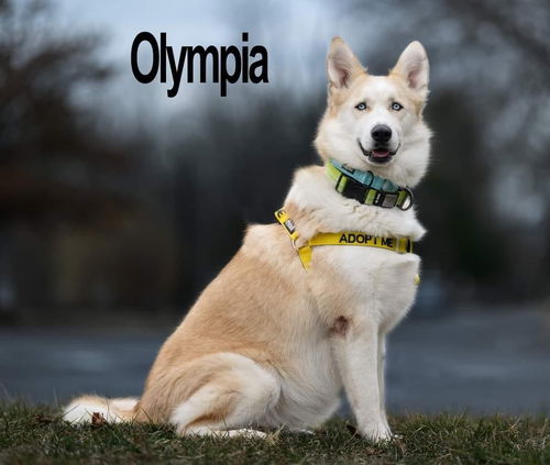 Olympia 2878