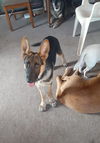 Ziggy 2897