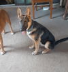 Ziggy 2897