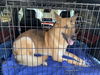 Cane 2907