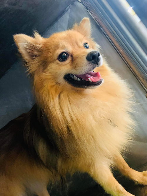 Nacho 2937