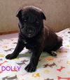 Dolly 2949