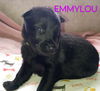 Emmylou 2951