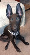 adoptable Dog in hedgesville, WV named Hank 2953