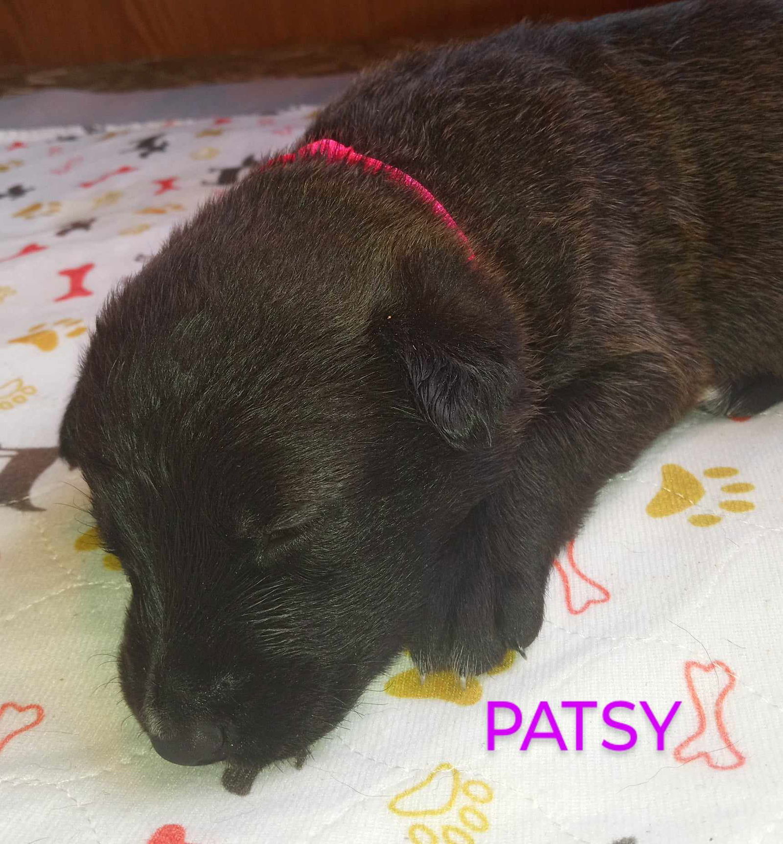 Patsy 2954