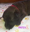 Patsy 2954