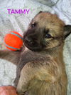 Tammy 2956