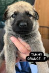 Tammy 2956