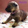 Travis 2957