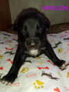 Waylon 2958