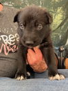 Waylon 2958