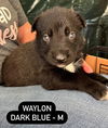 Waylon 2958