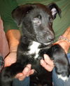 Waylon 2958