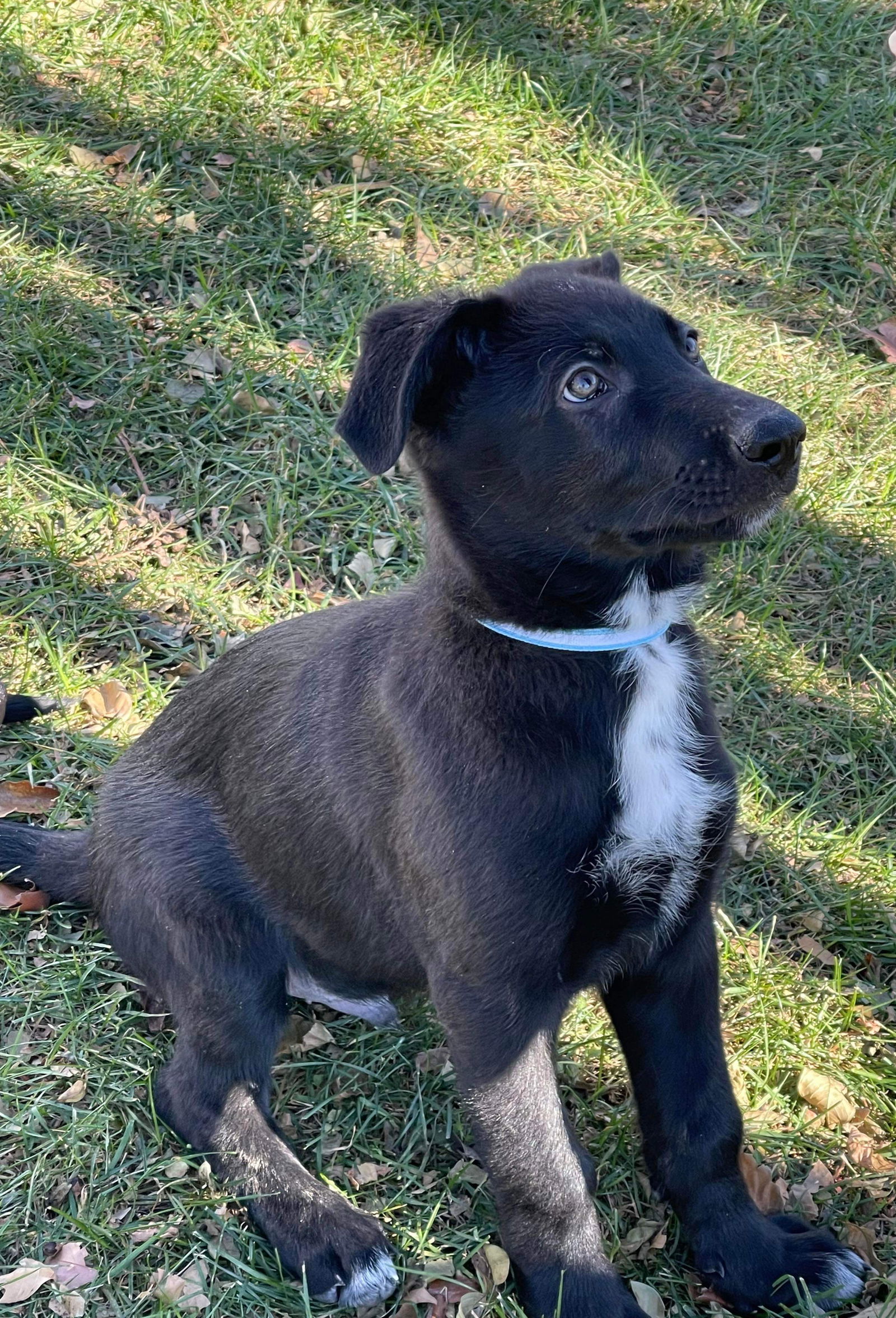 Waylon 2958