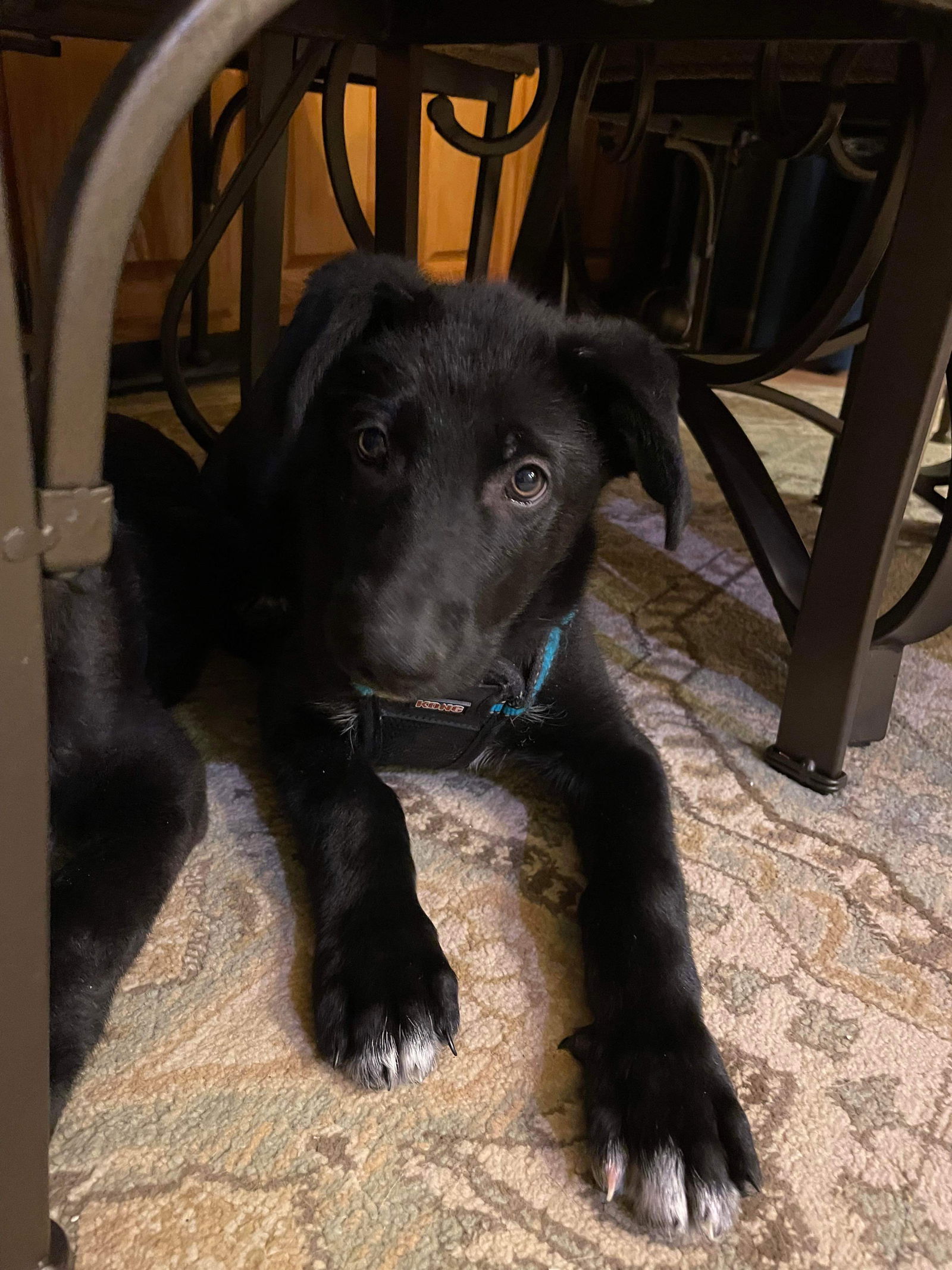 Waylon 2958