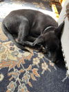 Waylon 2958