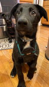 Waylon 2958