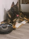 Otto 2983