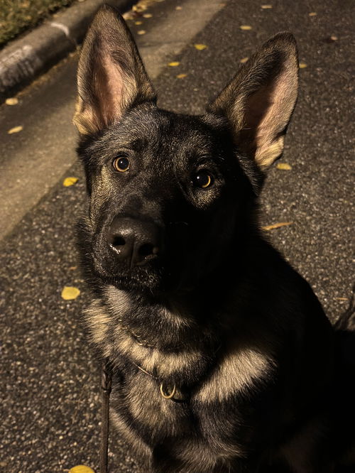Otto 2983