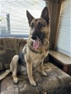 adoptable Dog in lebanon, PA named Lexie 2986