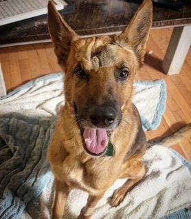 adoptable Dog in Camden-WY, DE named Pacino 3003