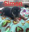 Simon 3038