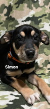 Simon 3038