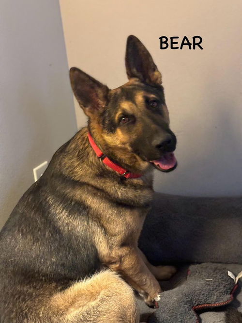 Bear 3041