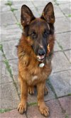 adoptable Dog in frederick, MD named Vince 3042 - Adoption Pending