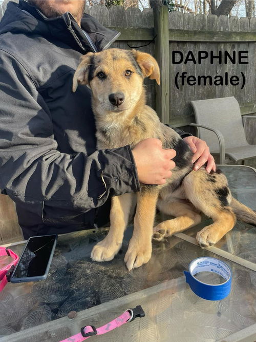Daphne 3046