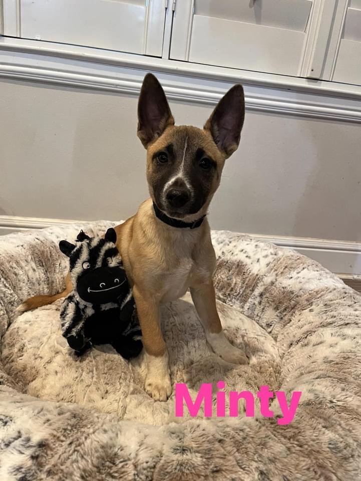 Minty 3051
