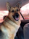 adoptable Dog in alexandria, VA named Boomer 3054